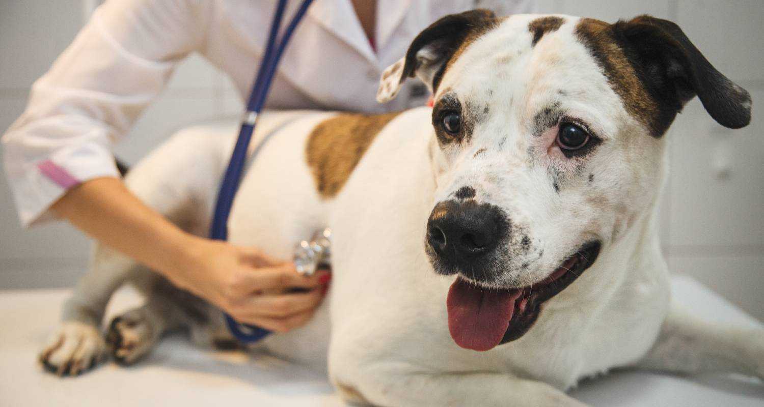 Стафилококк у собак: причины, чем опасен, лечение