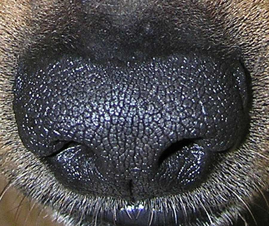 Почему у собак мокрый нос