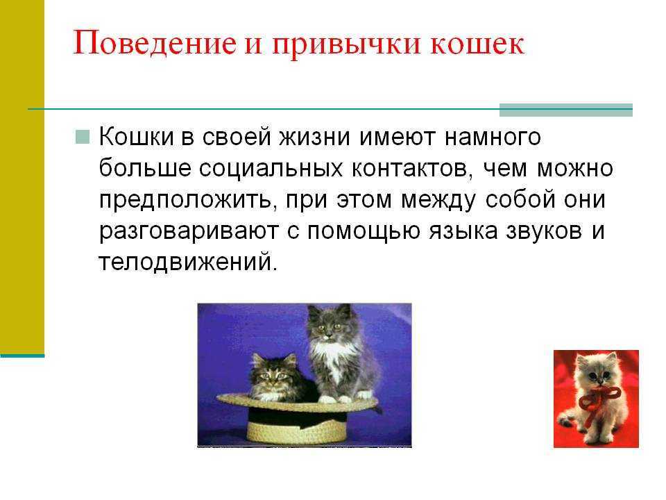 В этой статье мы попробуем узнать и выяснить, как кошки защищаются, и почему они это делают