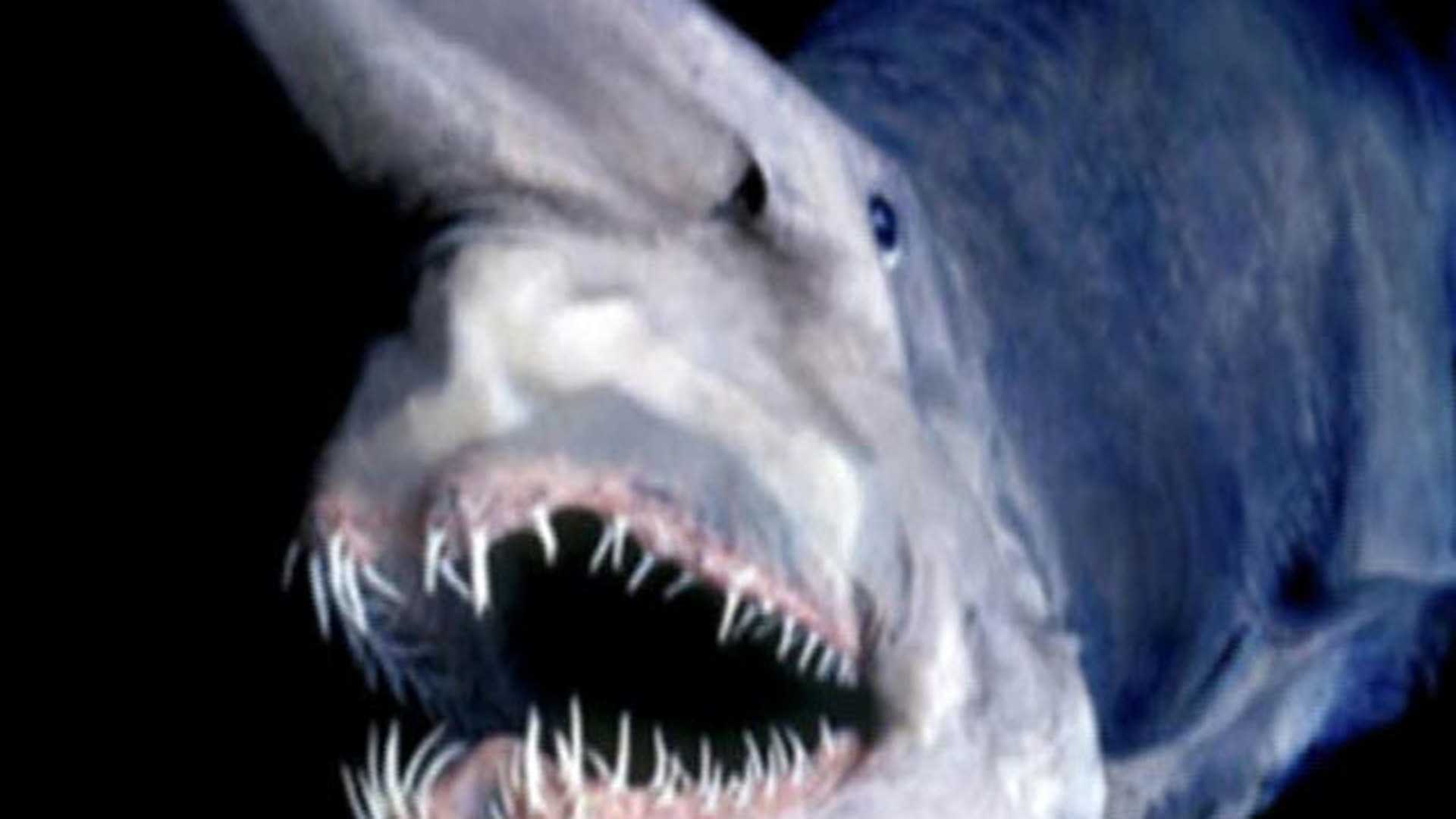 Зомби-черви и акула-гоблин: 10 самых странных тварей марианской впадины