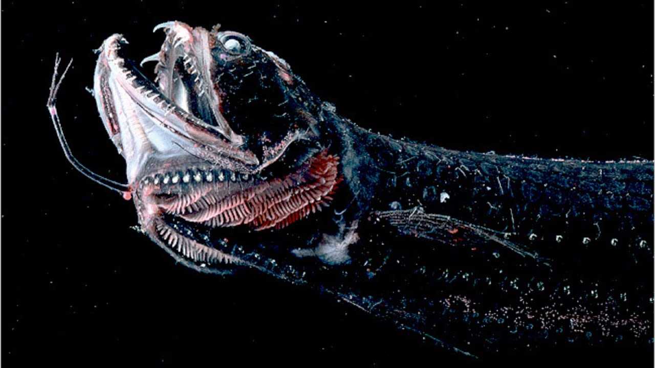 14 самых странных глубоководных существ, скрывающихся в глубинах океана • всезнаешь.ру