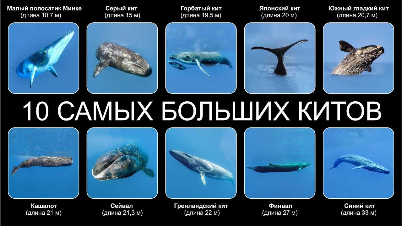 Кит: сколько весит, каких размеров бывает, как спаривается и сколько лет живет
