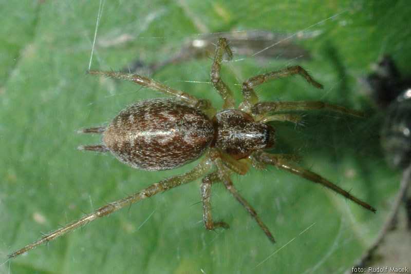 Agelenidae. воронковые пауки | ваш дом и дача. ремонт, интерьер, строительство, дизайн