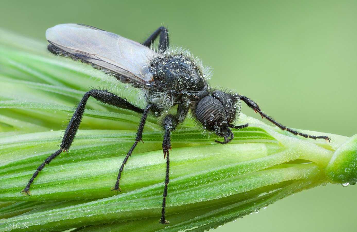 Хальциды семейства pteromalidae, хальциды вредители осмий, хальцида камикадзе, хальциды ящерицы