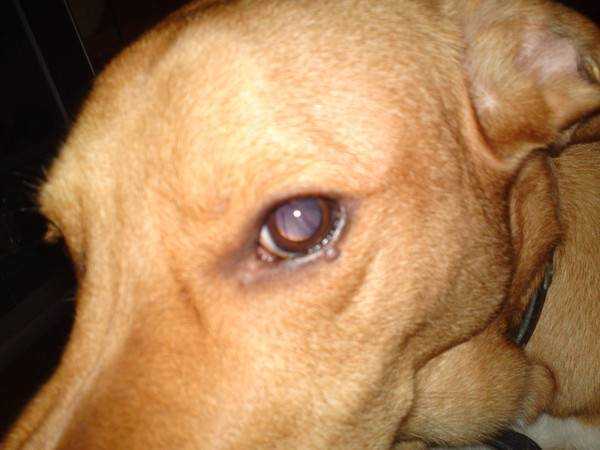 Жировик у собаки: как выглядит, причины и лечение