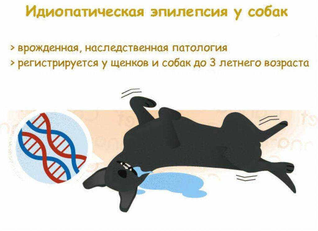 Судороги у кота, причины, симптомы и лечение: что делать, если у кошки сводит лапы и она дергается?