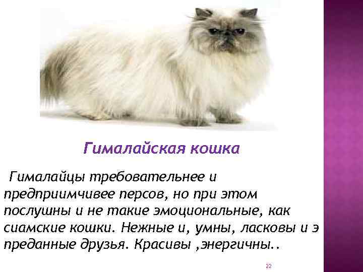 Кимрик и мэнкс: как отличить двух пушистых красавиц |