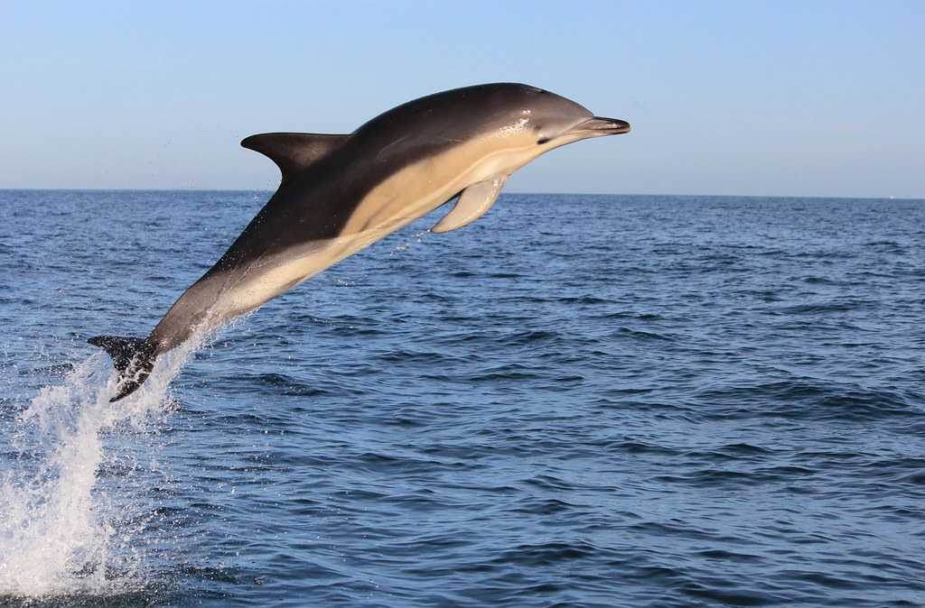 Обыкновенный дельфин белобочка, обыкновенный дельфин или дельфин белобочка, обыкновенный дельфин или белобочка