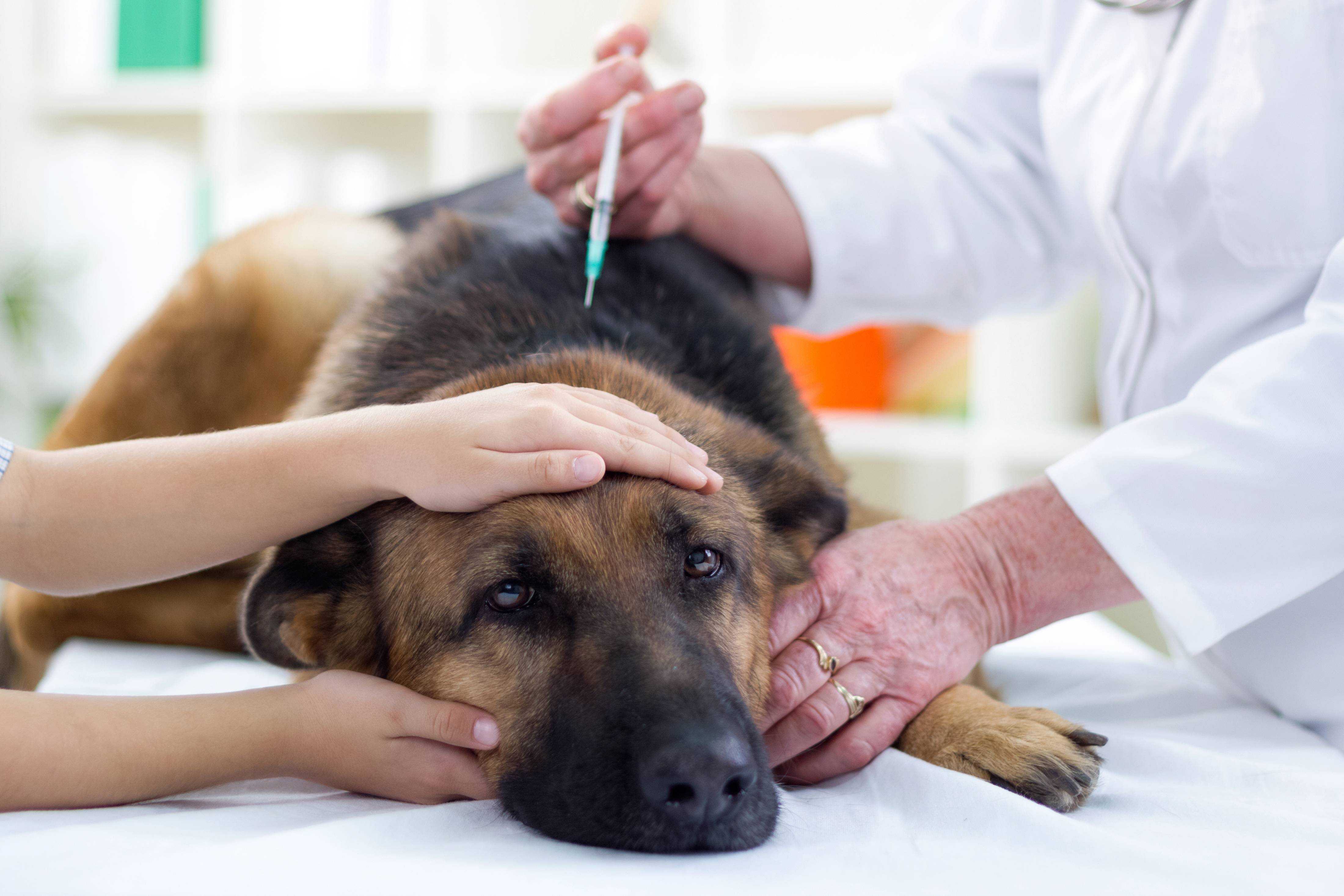 Таблетки для усыпления собак - применение снотворных и показания к эвтаназии