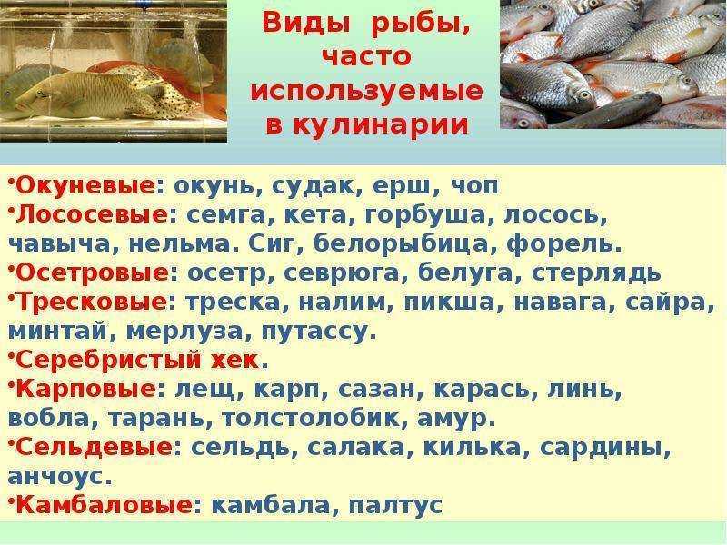 История происхождения кошки