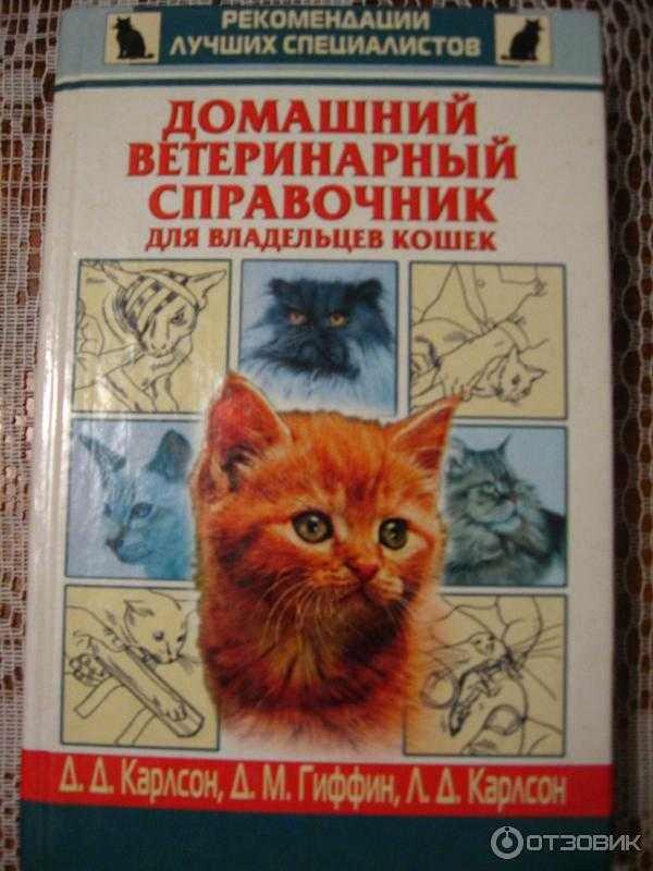 Энцефалит у кошек: симптомы и лечение заболевания