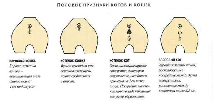 Течка у кошек: сколько длится и как успокоить. возраст наступления половой зрелости, признаки и периодичность течки