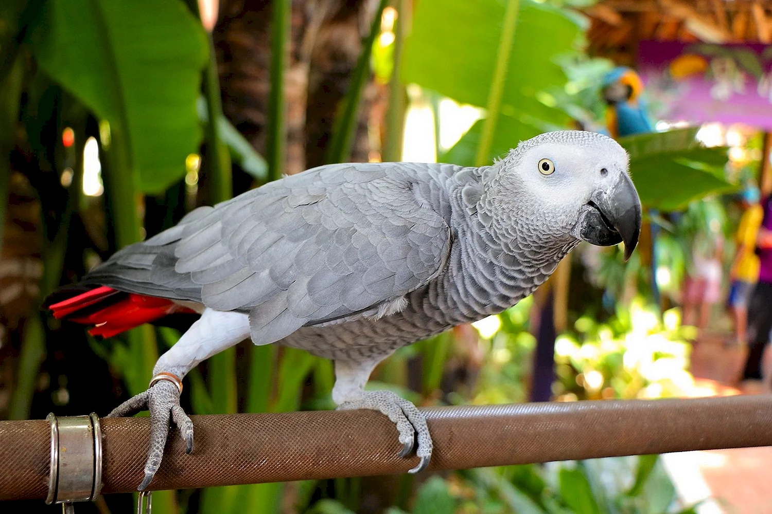 Самый умный попугай в мире — топ-6 видов с описанием и фото