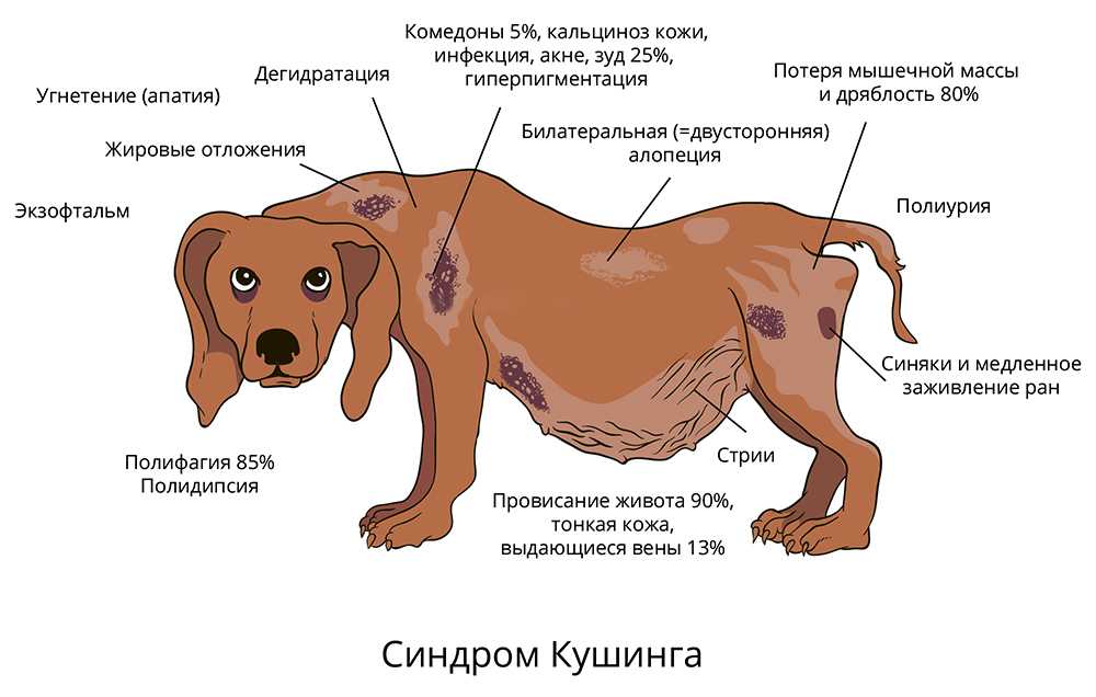 Заворот кишок у собак - симптомы и методы лечения