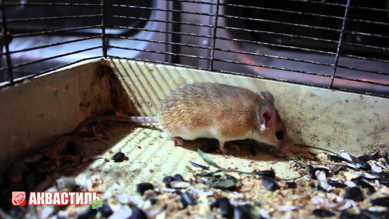 Иглистая мышь acomys cahirinus