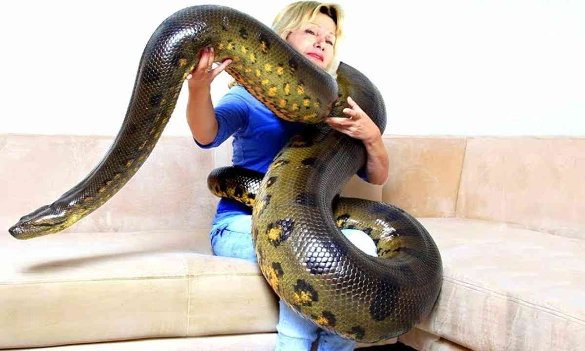 Самые большие змеи на планете: топ 10