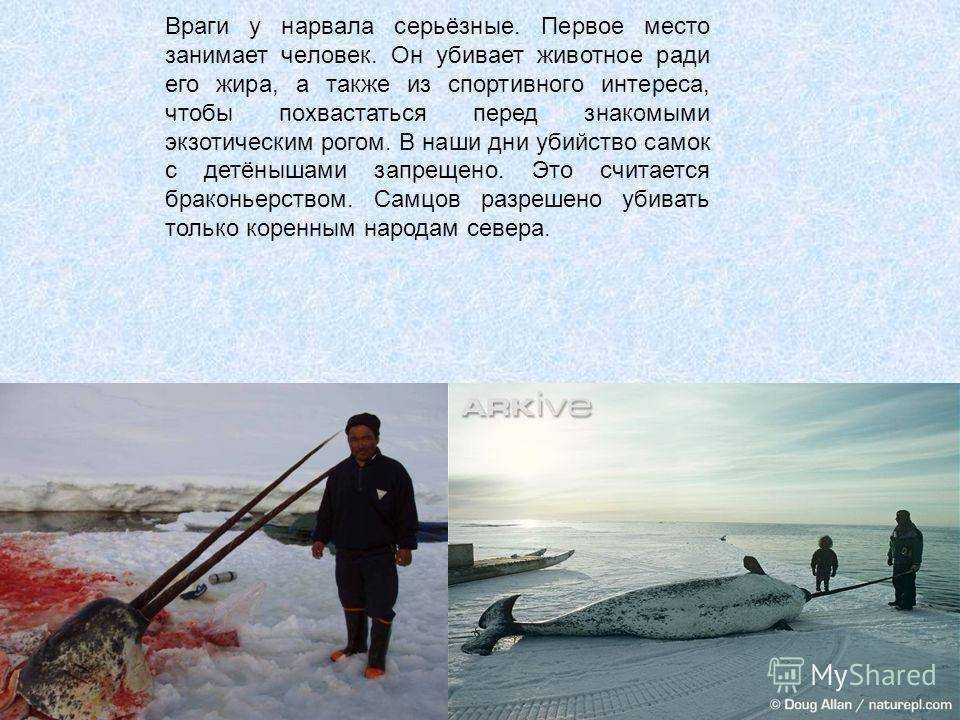 Нарвал (лат. monodon monoceros)