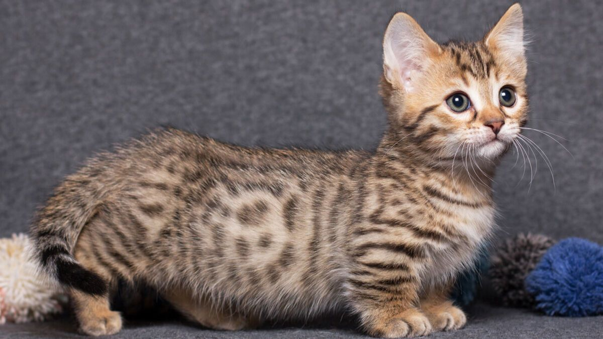Самые маленькие породы кошек в мире - pet-mir.ru