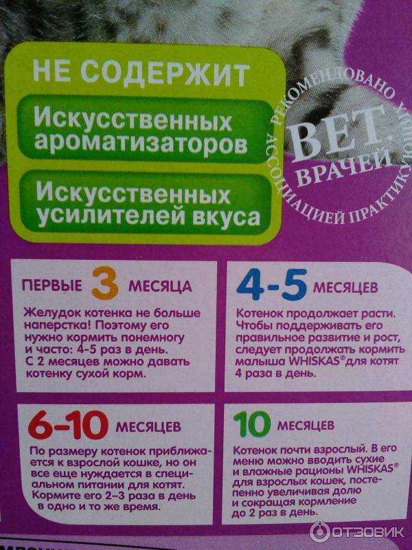 Чем кормить котенка 6 месяцев и сколько раз