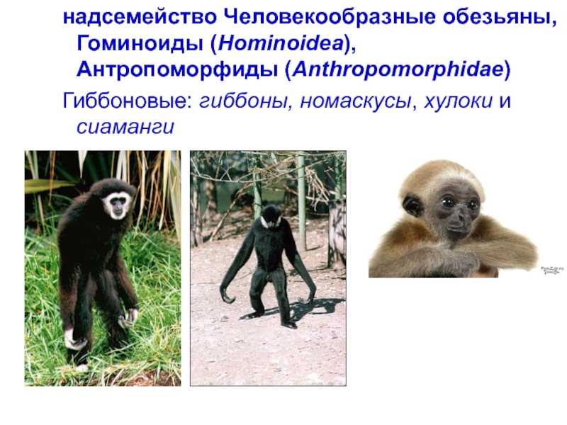 Нет более длинноруких обезьян чем гиббоны. гиббон: фото, описание, виды и самые интересные факты