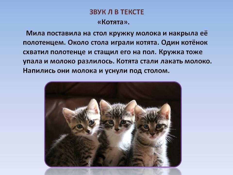 Как определить возраст котенка