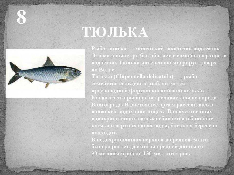 Абрау озеро - читайте на сatcher.fish