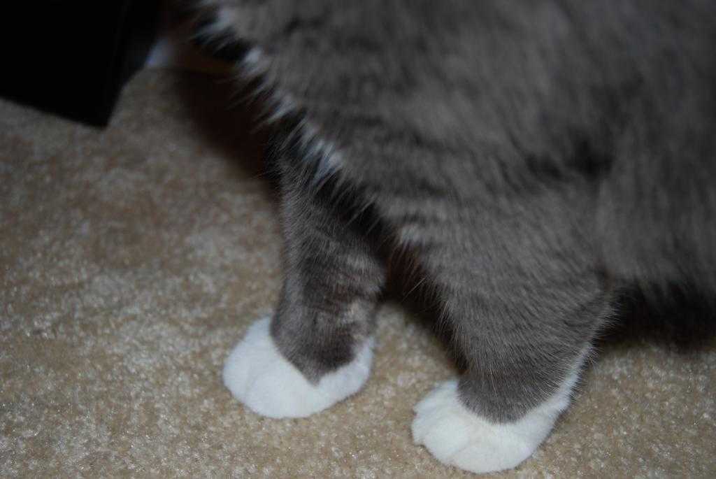 У котенка горячие подушечки лап что это означает | | meowkiss