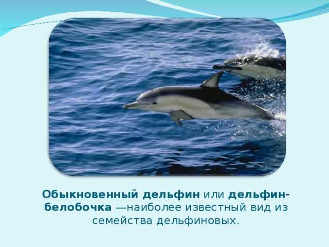 Дельфин-белобочка — энциклопедия руниверсалис