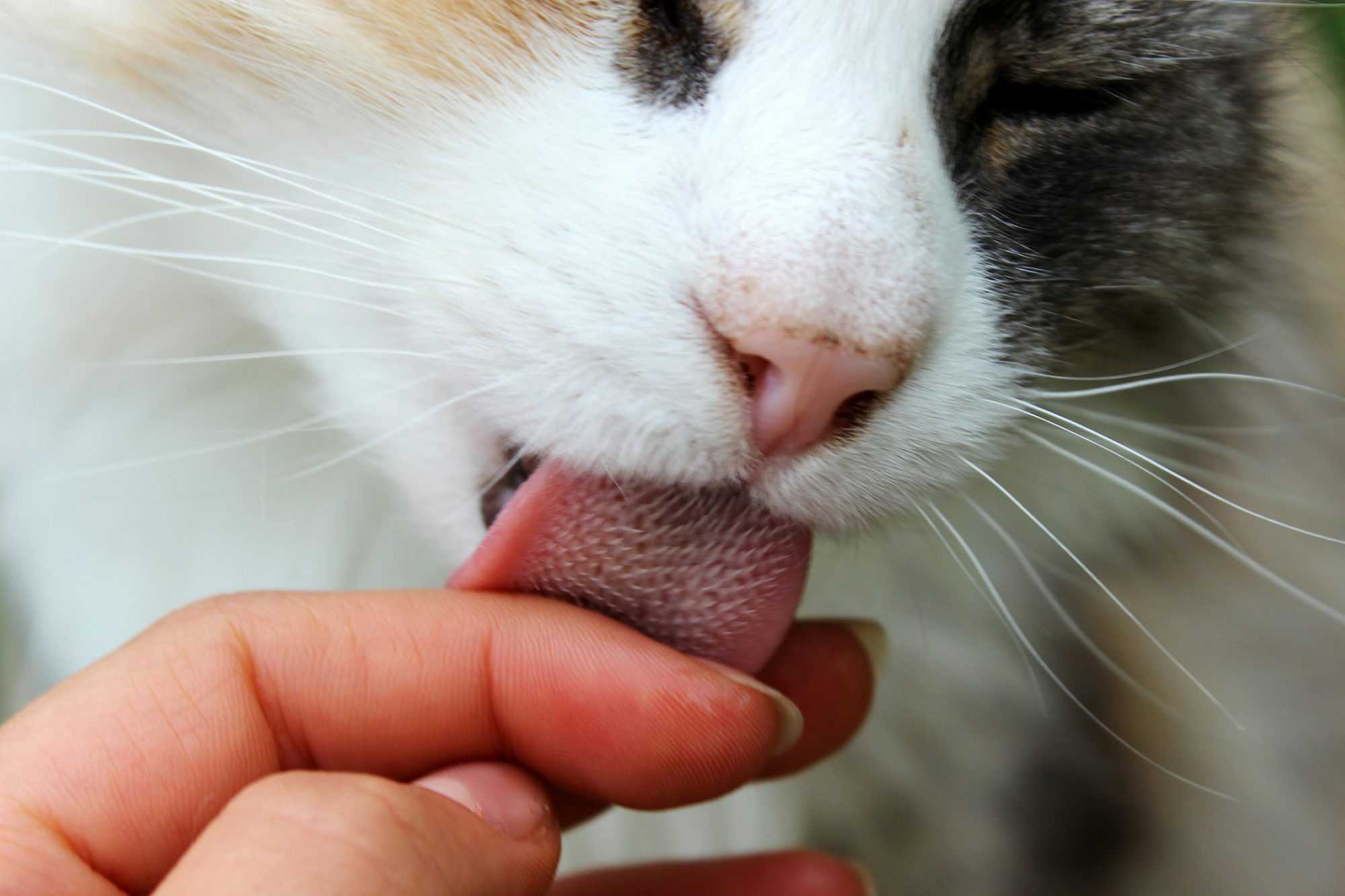 Зачем кошки мнут мягкие вещи и живот человека?