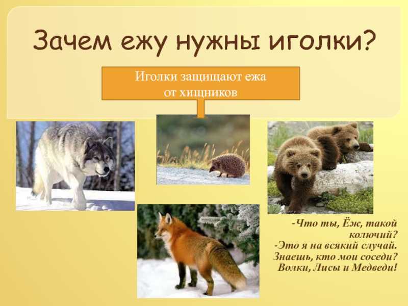 В качестве чего еж  использует свои иголки, кроме защиты? vovet.ru