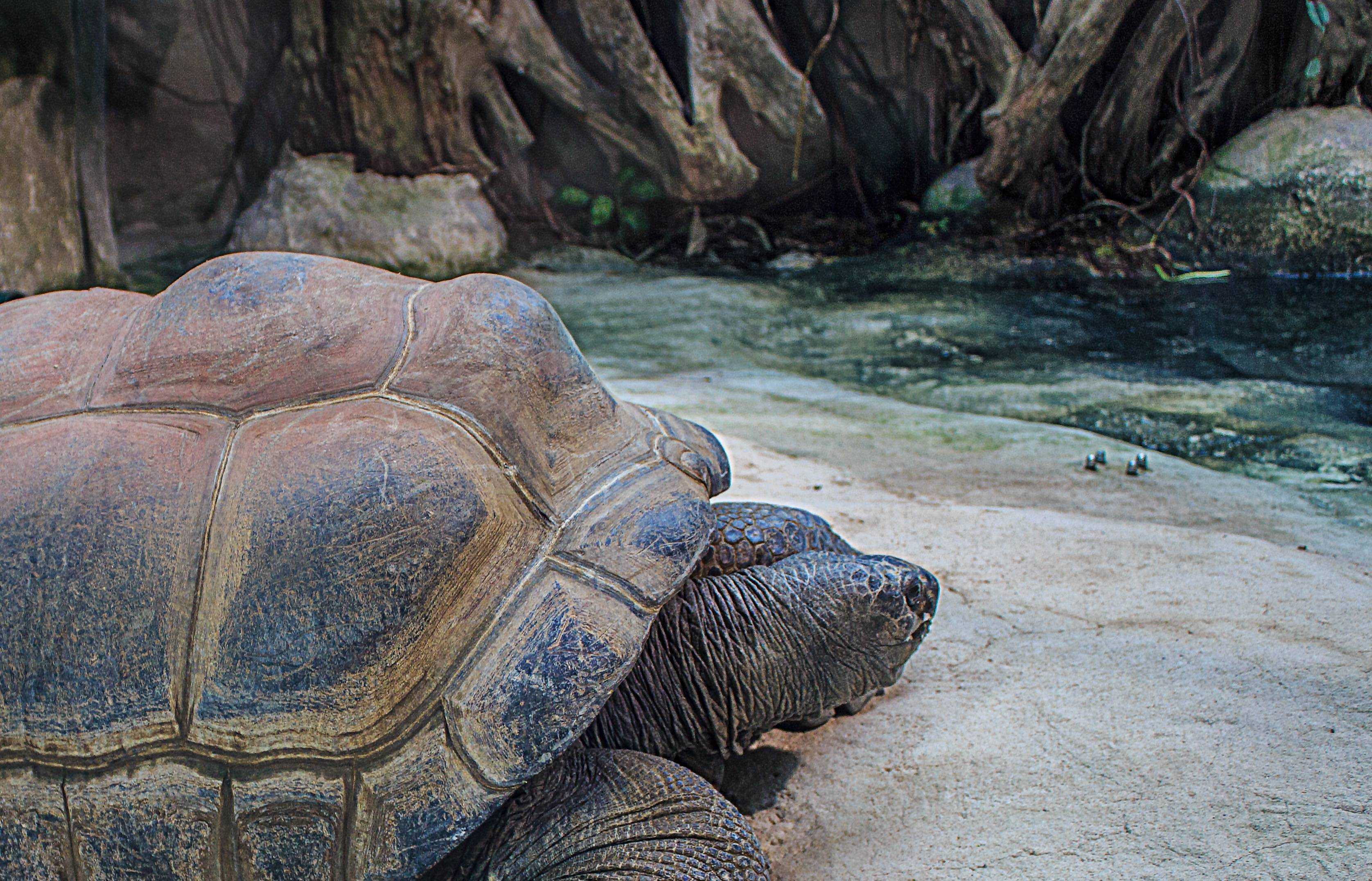 12 интересных фактов о морских черепахах • всезнаешь.ру