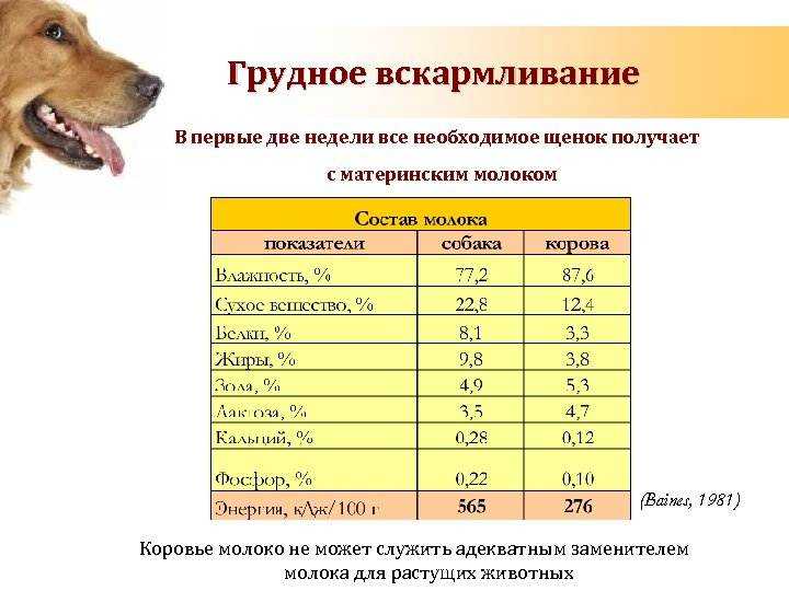 Можно ли давать собаке молоко, и в каком виде? - kupipet.ru