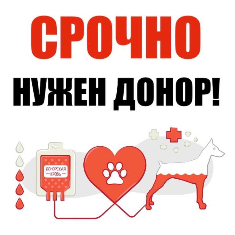О переливании крови