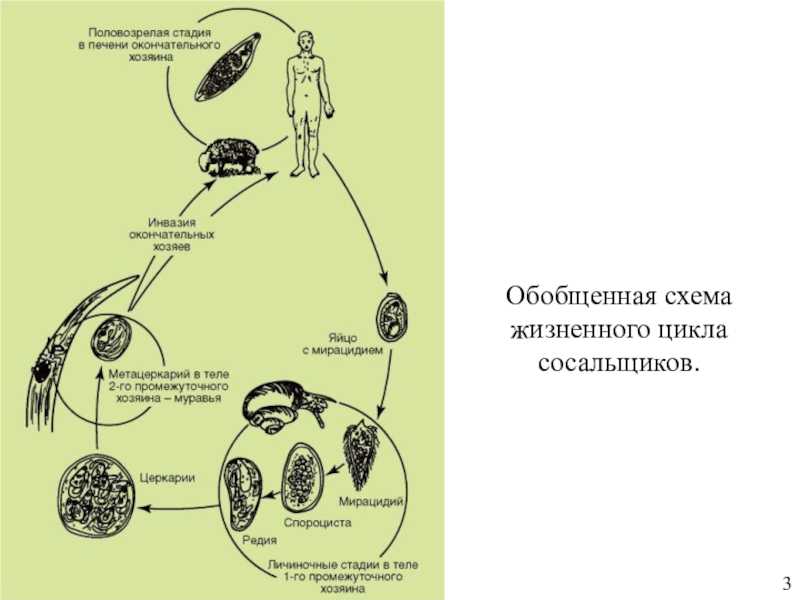 Ланцетовидный сосальщик: жизненный цикл, промежуточный хозяин, диагностика | smokewoman.ru