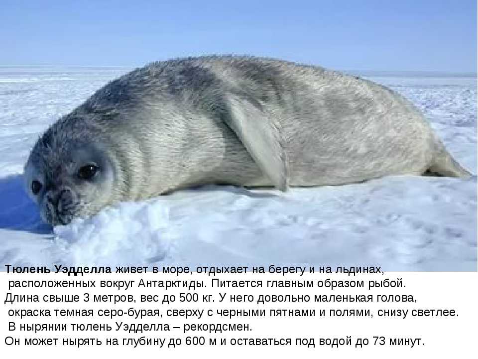 Ехидна: фото и подробное описание животного