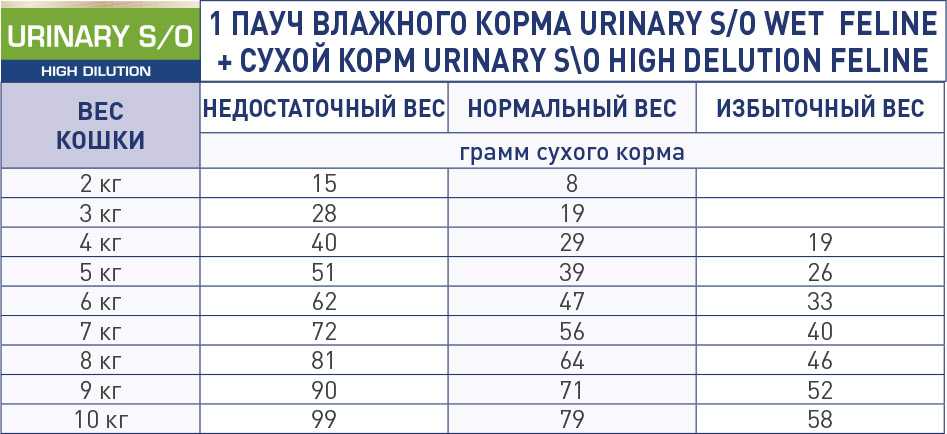 Как приучить котенка есть из миски — правила кормления