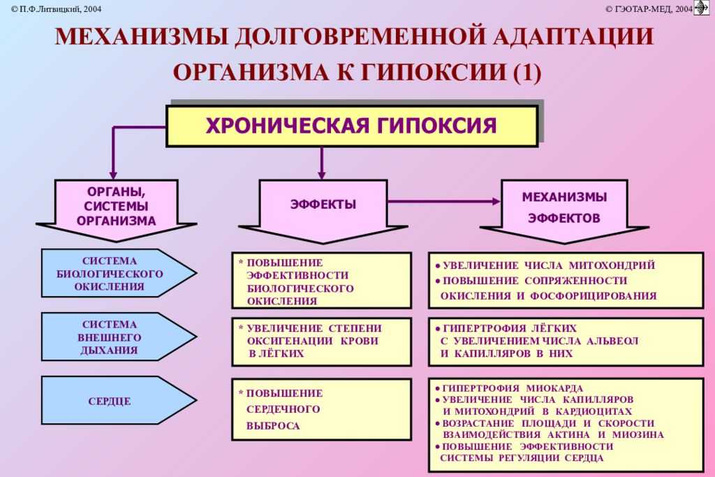 Анемия у кошек.