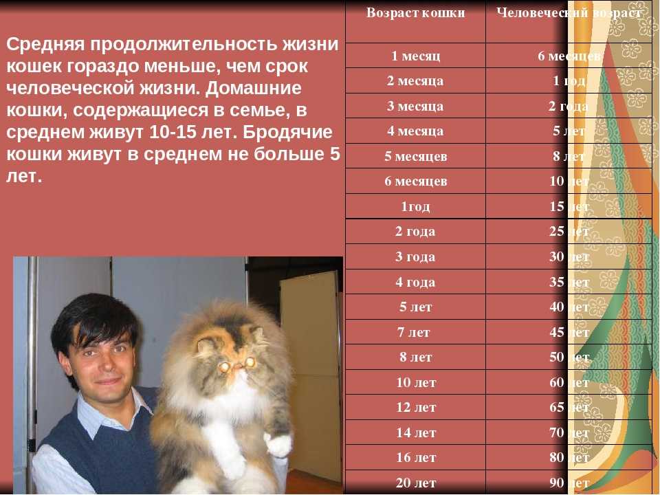 Кошка не ест и не пьет – что делать?