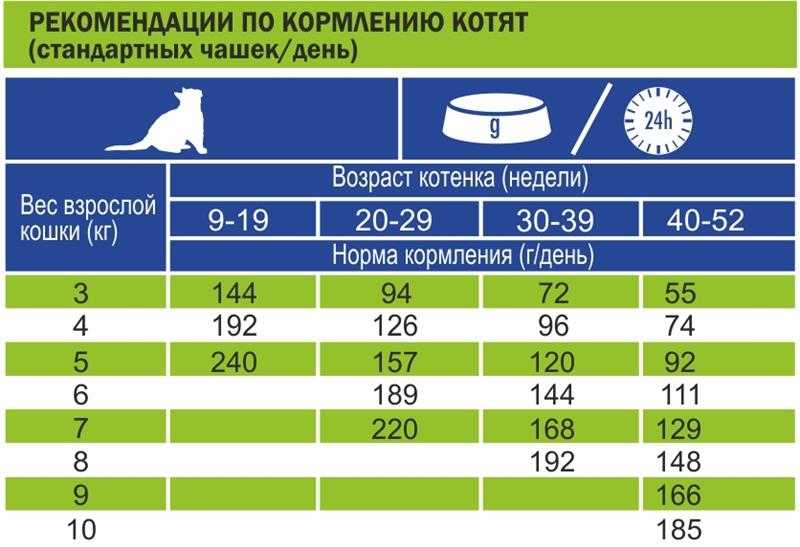 Кошка худеет, 11 возможных причин | дети фауны