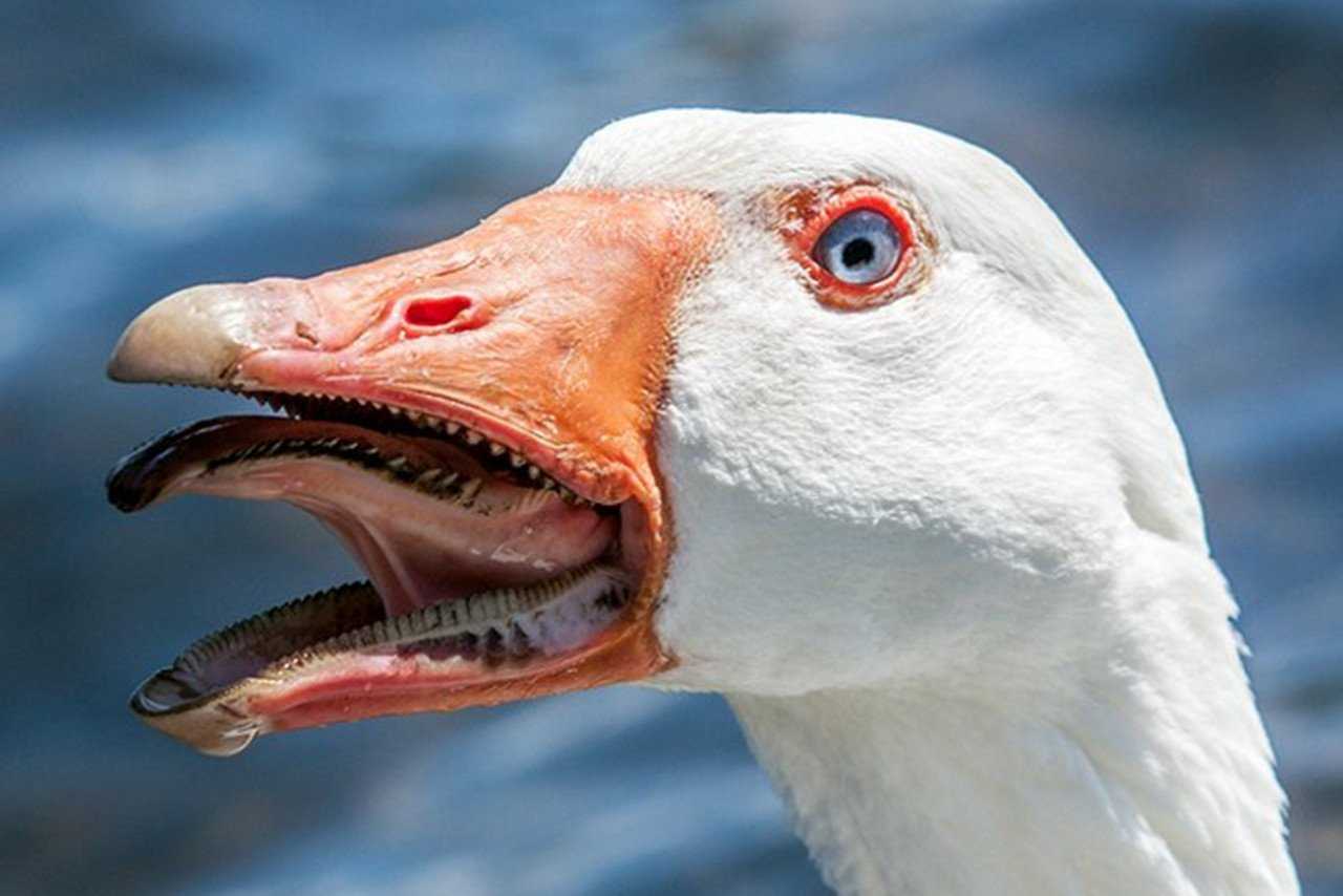 Породы домашних гусей
