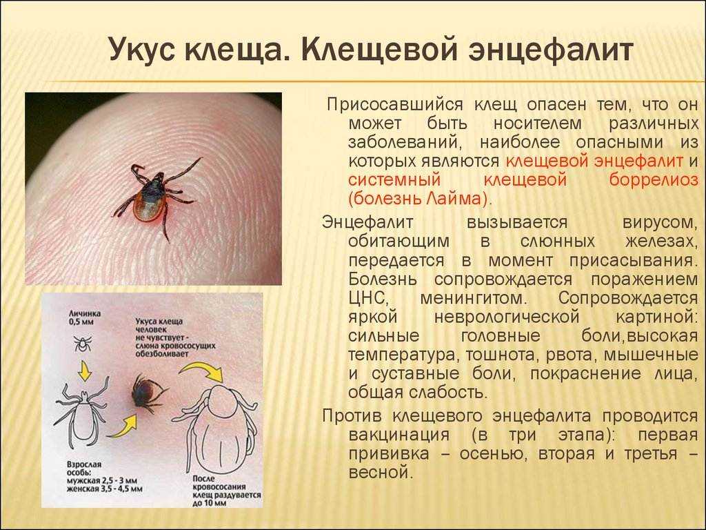 Болезнь лайма (боррелиоз) у собак - симптомы, лечение, препараты, причины появления | наши лучшие друзья