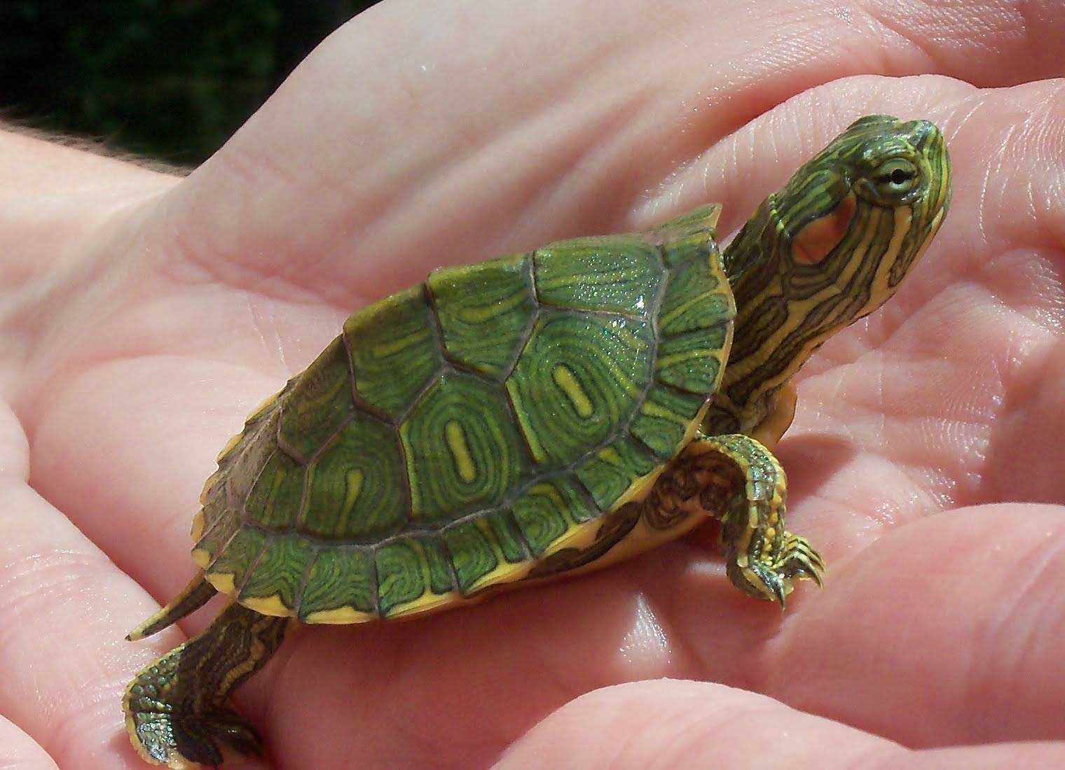 Как определить возраст черепахи: 6 шагов