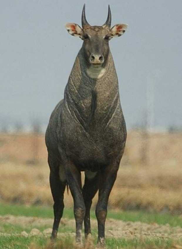 Нильгау – самая большая азиатская антилопа