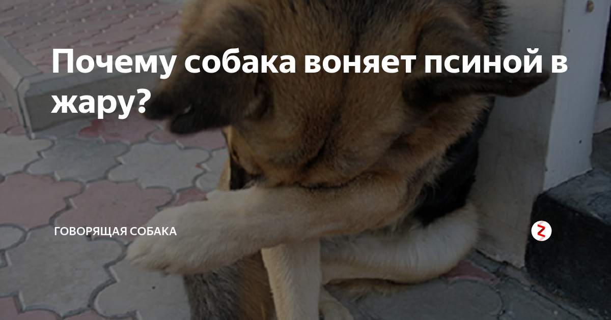 Беспокойное поведение собаки: причины и провоцирующие факторы | звери дома