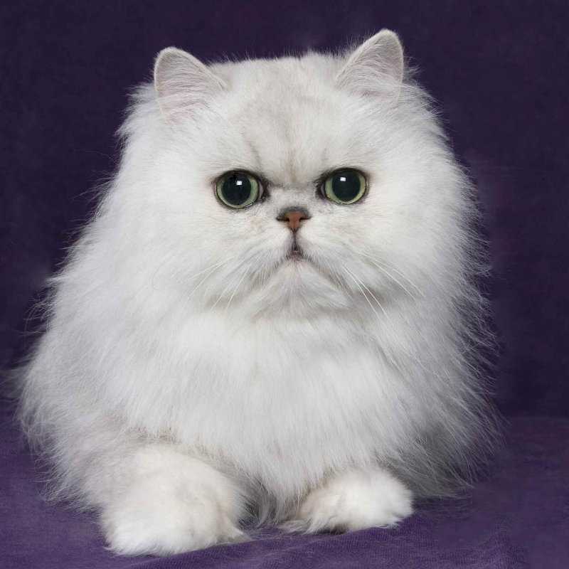 Кошки брахицефалы