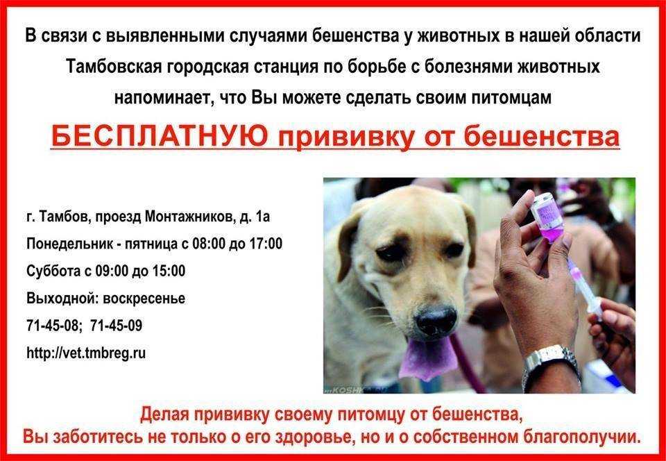 Как показать собаке, что ты главный: прививаем правила и навыки | ваши питомцы
