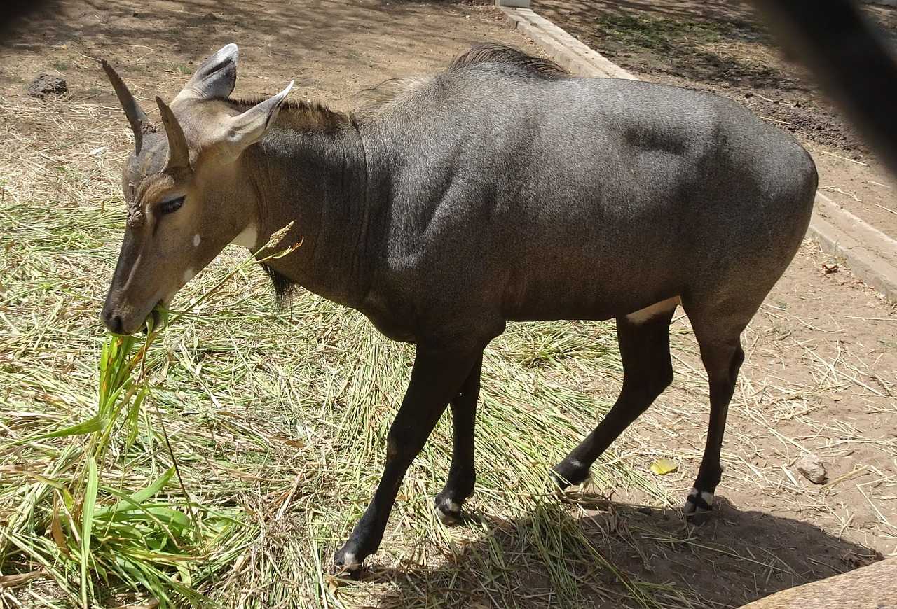 Виды антилоп: описание, классификация, место в экосистеме