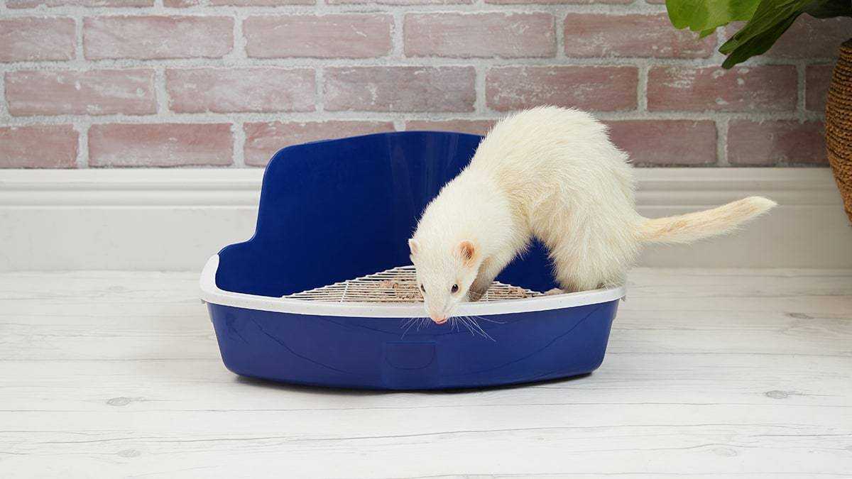 Хорек очень умное животное, которое можно приучить ходит в лоток Но нужно помнить, что процесс обучения зверька имеет свои особенности