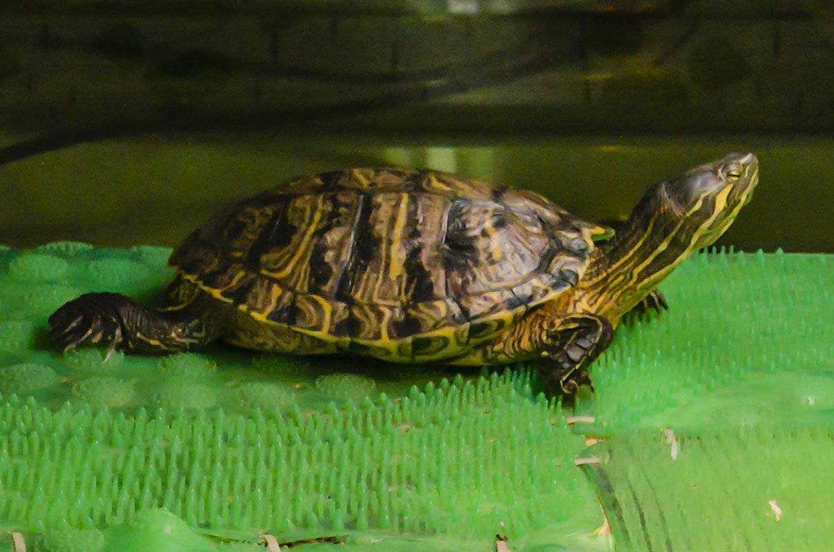 Как ухаживать за желтобрюхой черепахой-слайдером — полное руководство — сайт эксперта по животным — howmeow