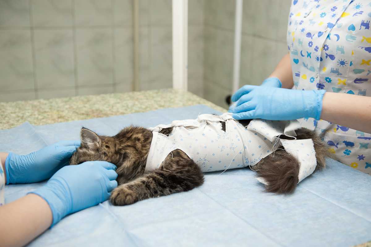 Когда стерилизовать кошку: оптимальный возраст, показания и противопоказания